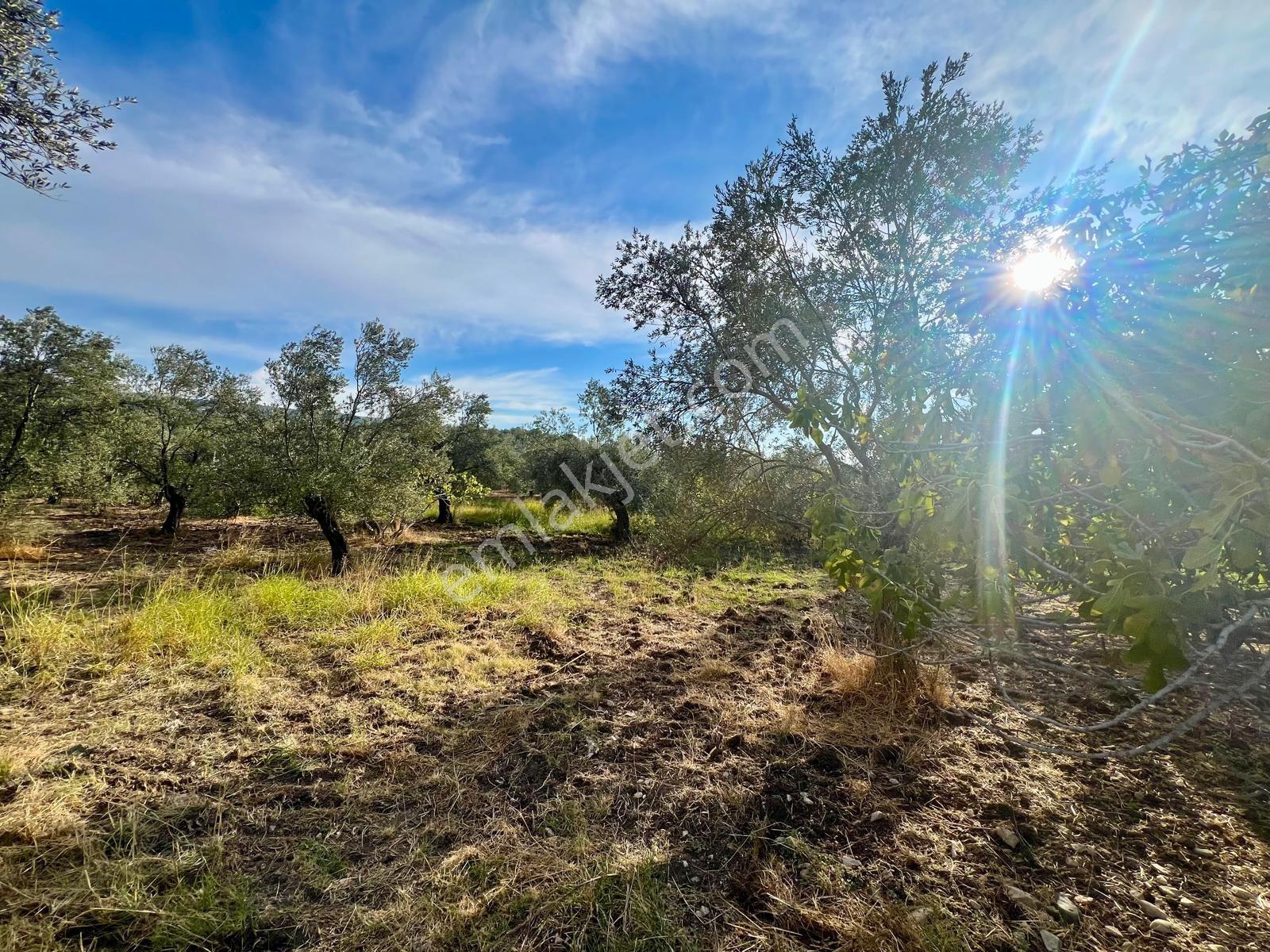 Akçay Aras Emlaktan Hobi Bahçesine Uygun 5656 M2 Zeytinlik — fotoğraf 15