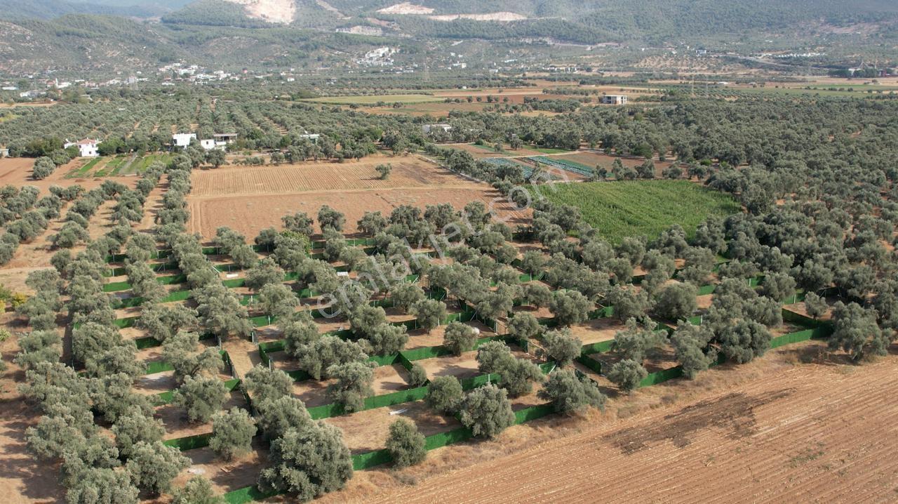 Milas Pomelon Avm Yanında | İmar Sınırında | Kooperatif Hissesi — fotoğraf 3