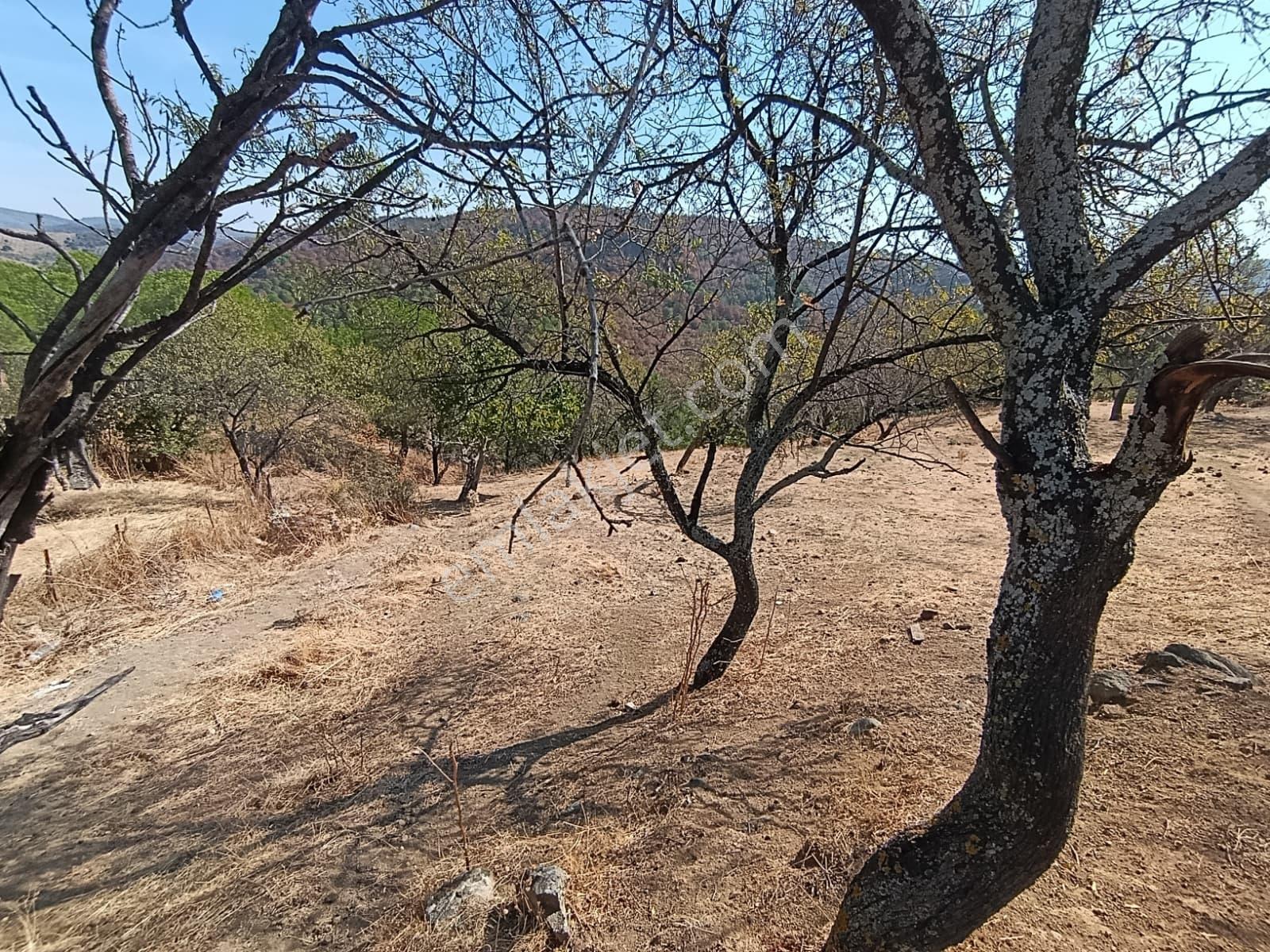 Mir 'den Ayvalık Hacıveliler Köyünde Yatırım Fırsatlı Arsa — fotoğraf 2