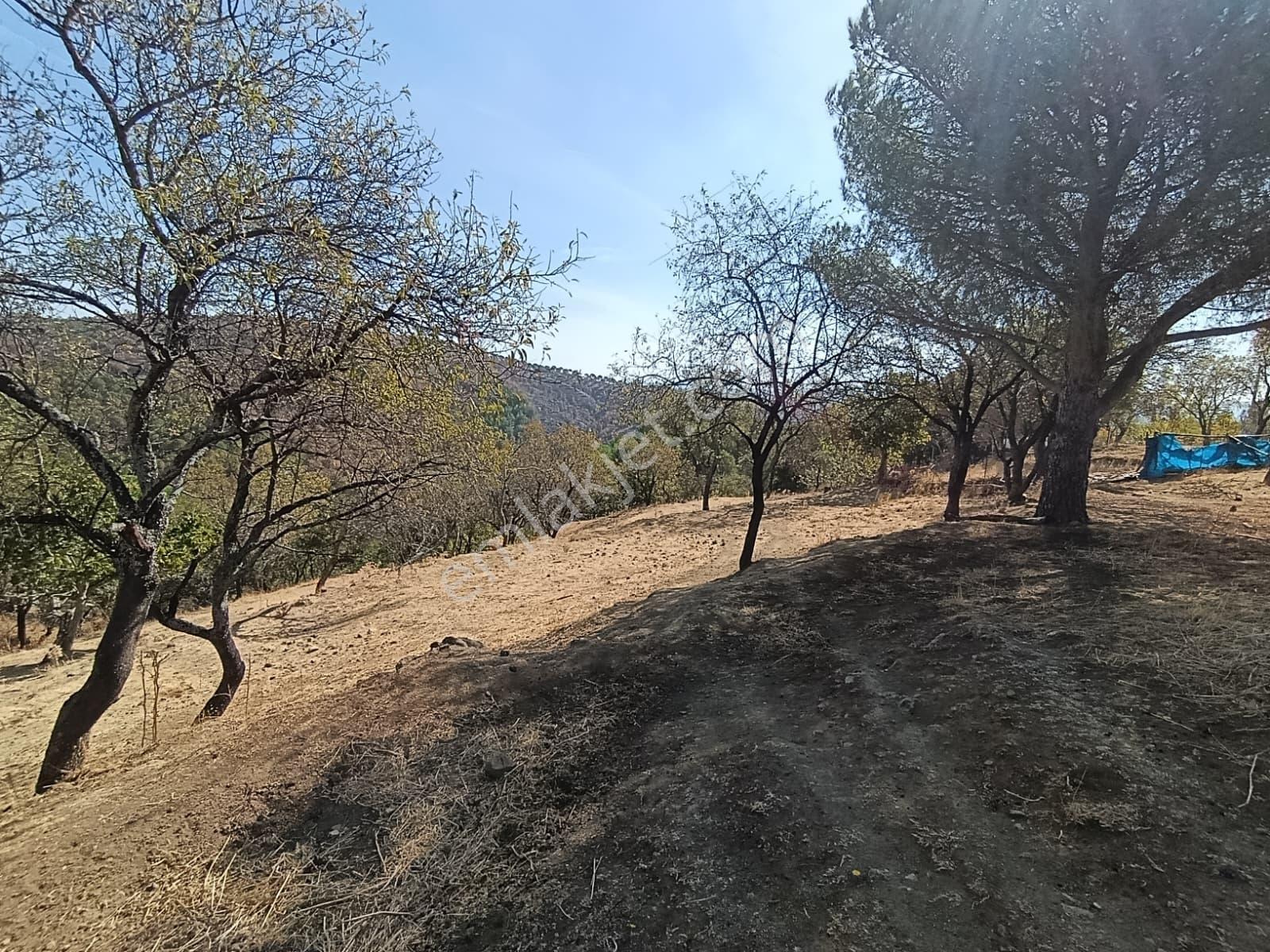 Mir 'den Ayvalık Hacıveliler Köyünde Yatırım Fırsatlı Arsa — fotoğraf 3