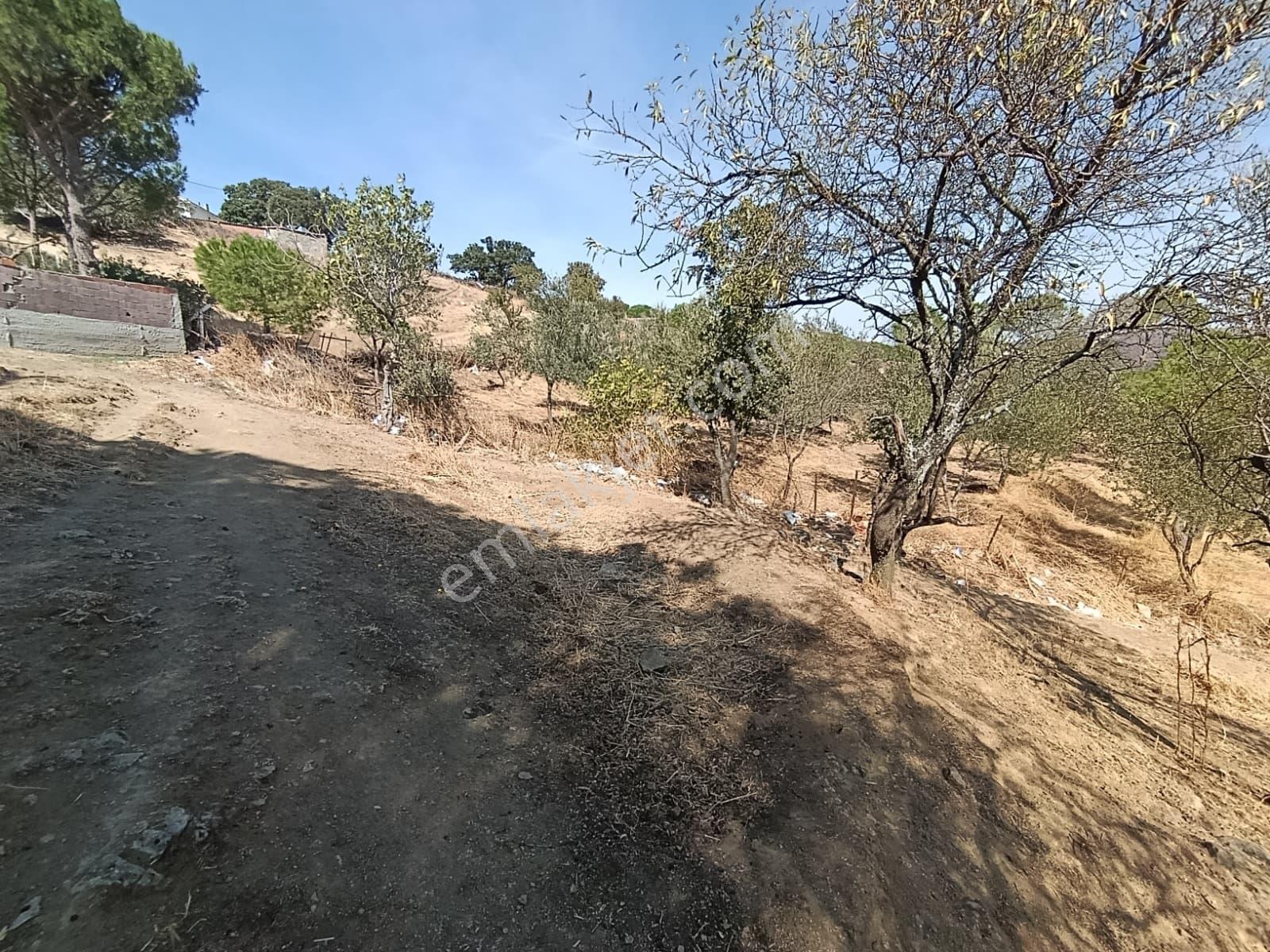 Mir 'den Ayvalık Hacıveliler Köyünde Yatırım Fırsatlı Arsa — fotoğraf 17