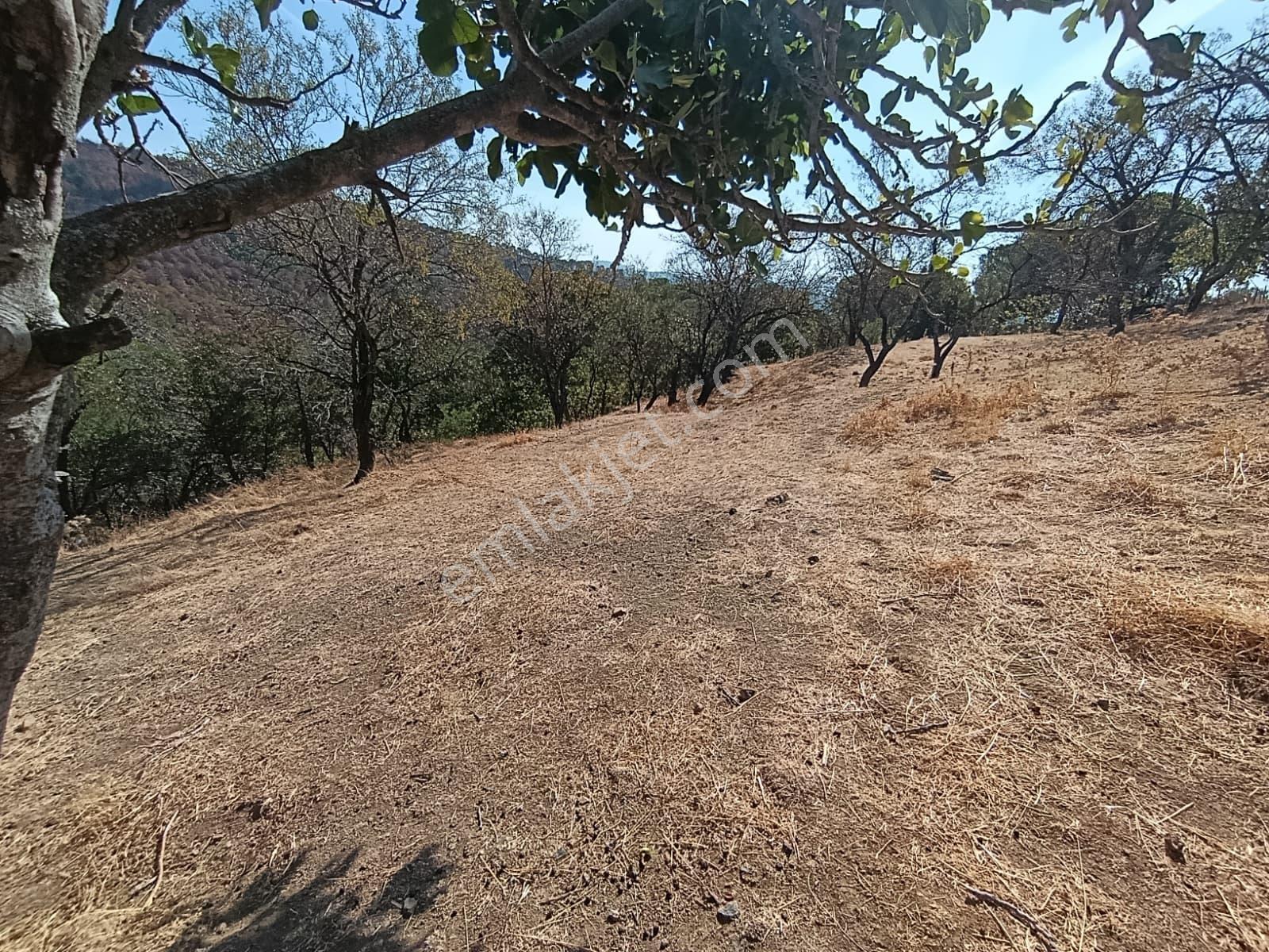 Mir 'den Ayvalık Hacıveliler Köyünde Yatırım Fırsatlı Arsa — fotoğraf 28