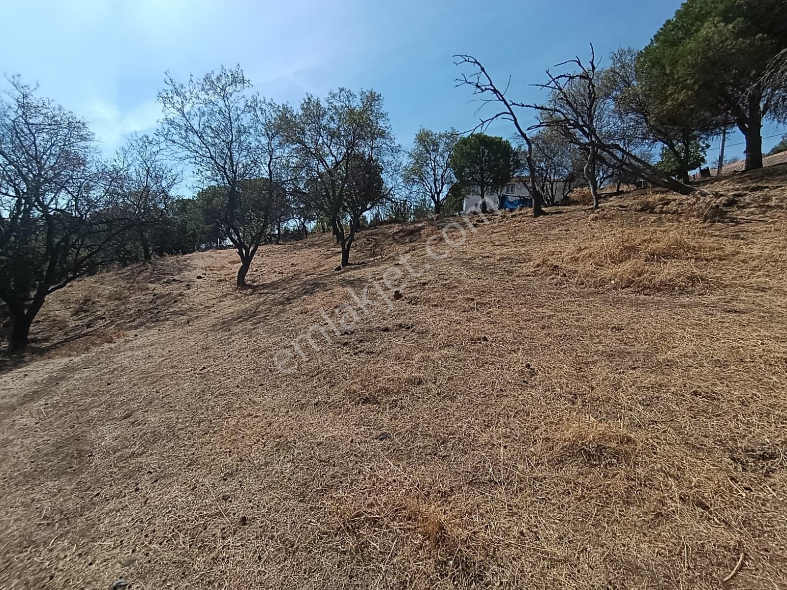 Mir 'den Ayvalık Hacıveliler Köyünde Yatırım Fırsatlı Arsa — fotoğraf 33