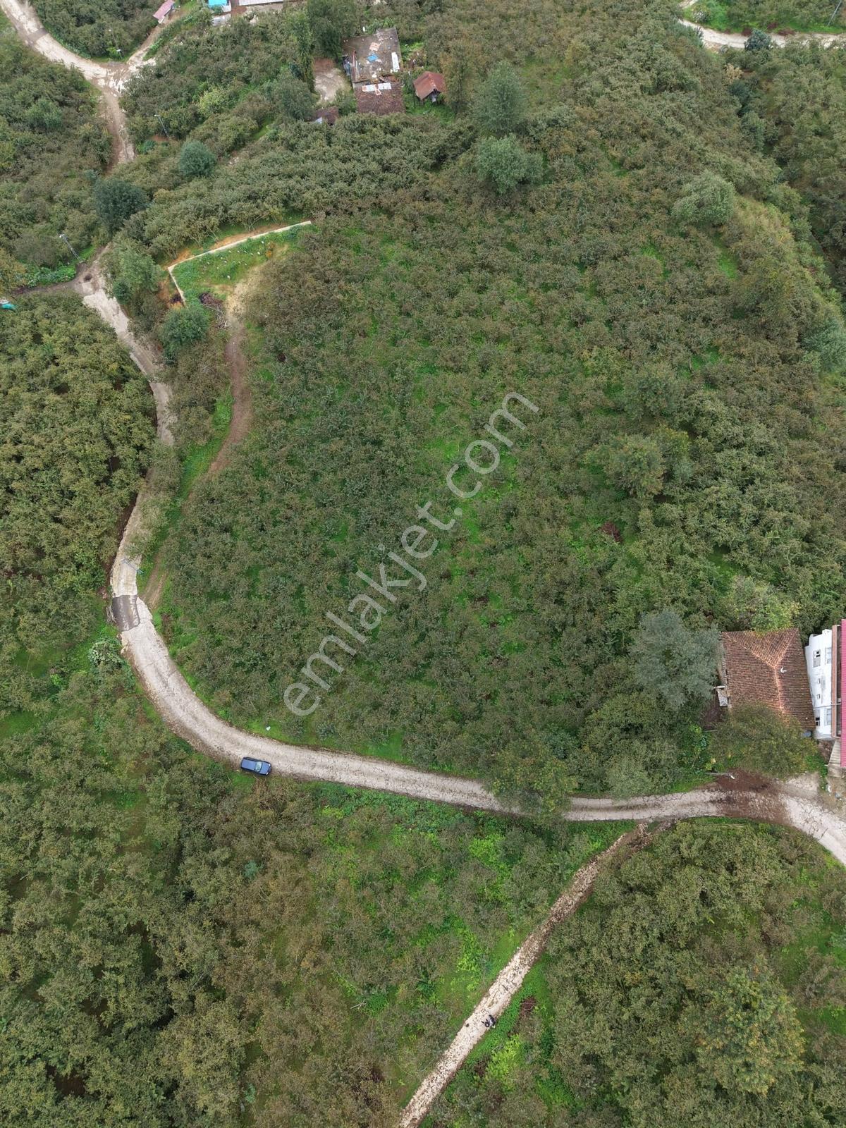 Trabzon Yomra Yenice'de Deniz Manzaralı Fırsat Arsalar — fotoğraf 13