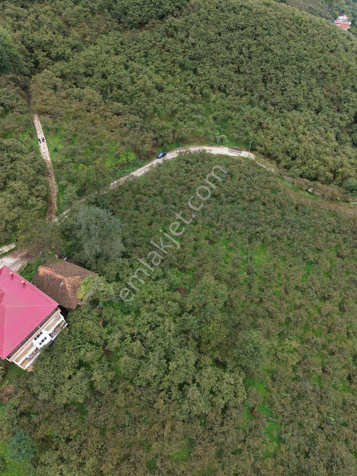 Trabzon Yomra Yenice'de Deniz Manzaralı Fırsat Arsalar — fotoğraf 17