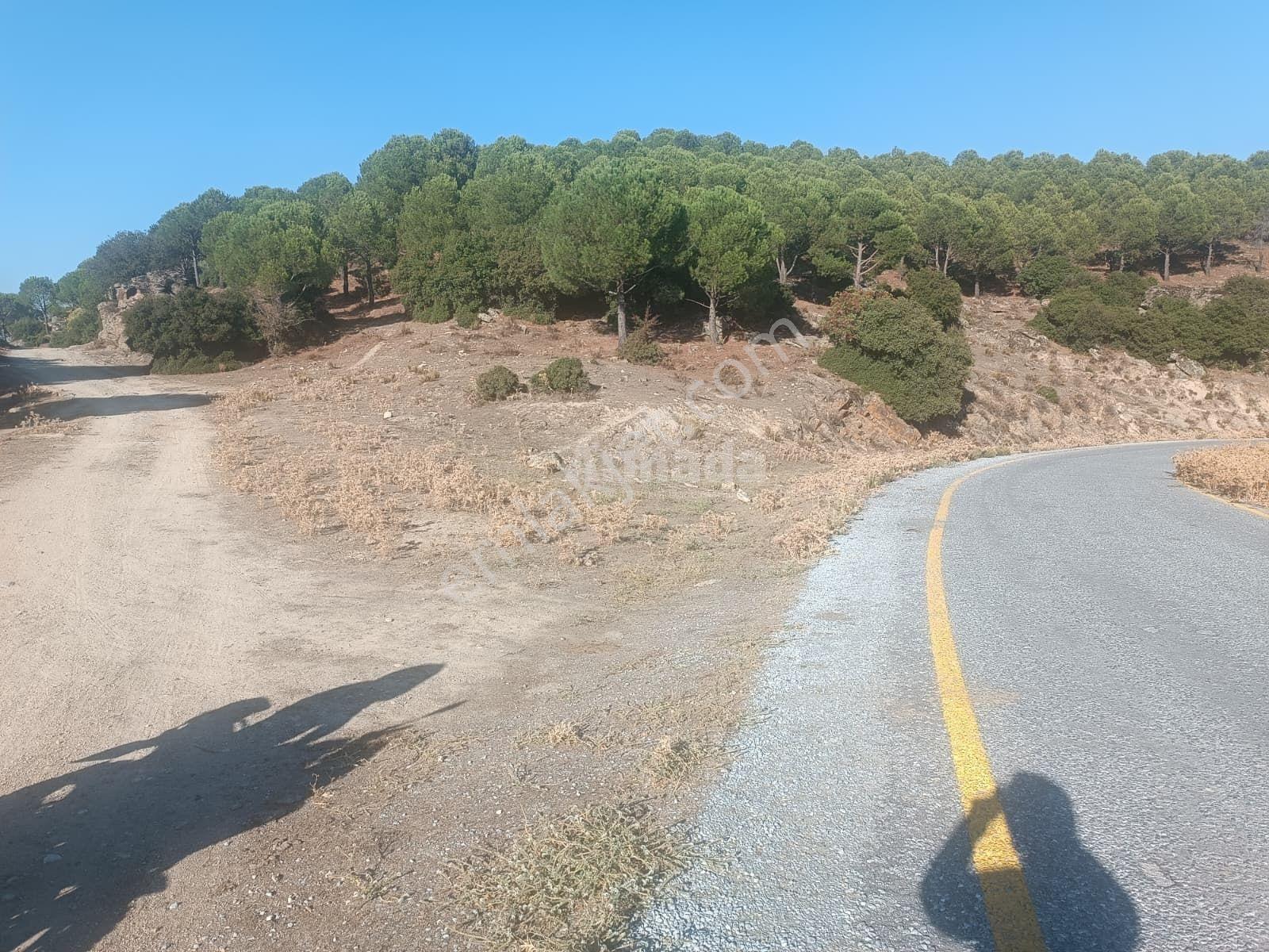 Koçarlı Zeytinköy'De 19.311 M2 Verimli Satılık Zeytinlik