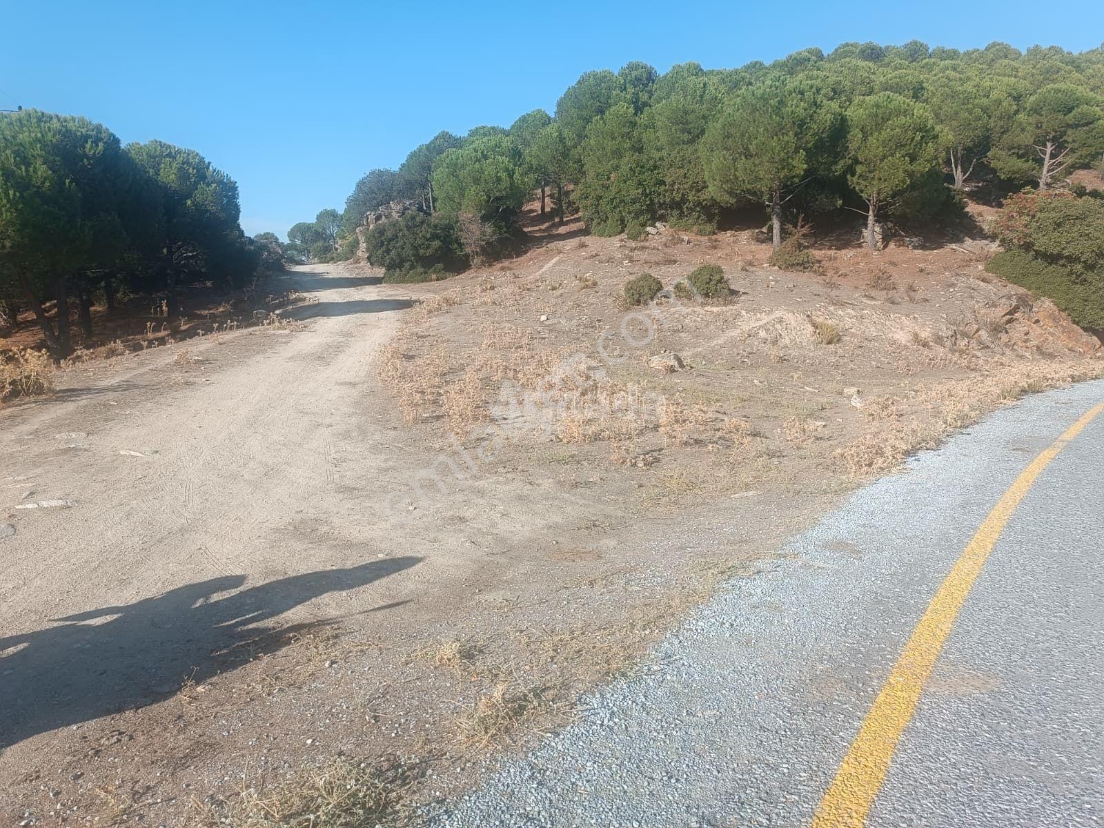 Koçarlı Zeytinköy'de 19.311 M2 Verimli Satılık Zeytinlik — fotoğraf 2