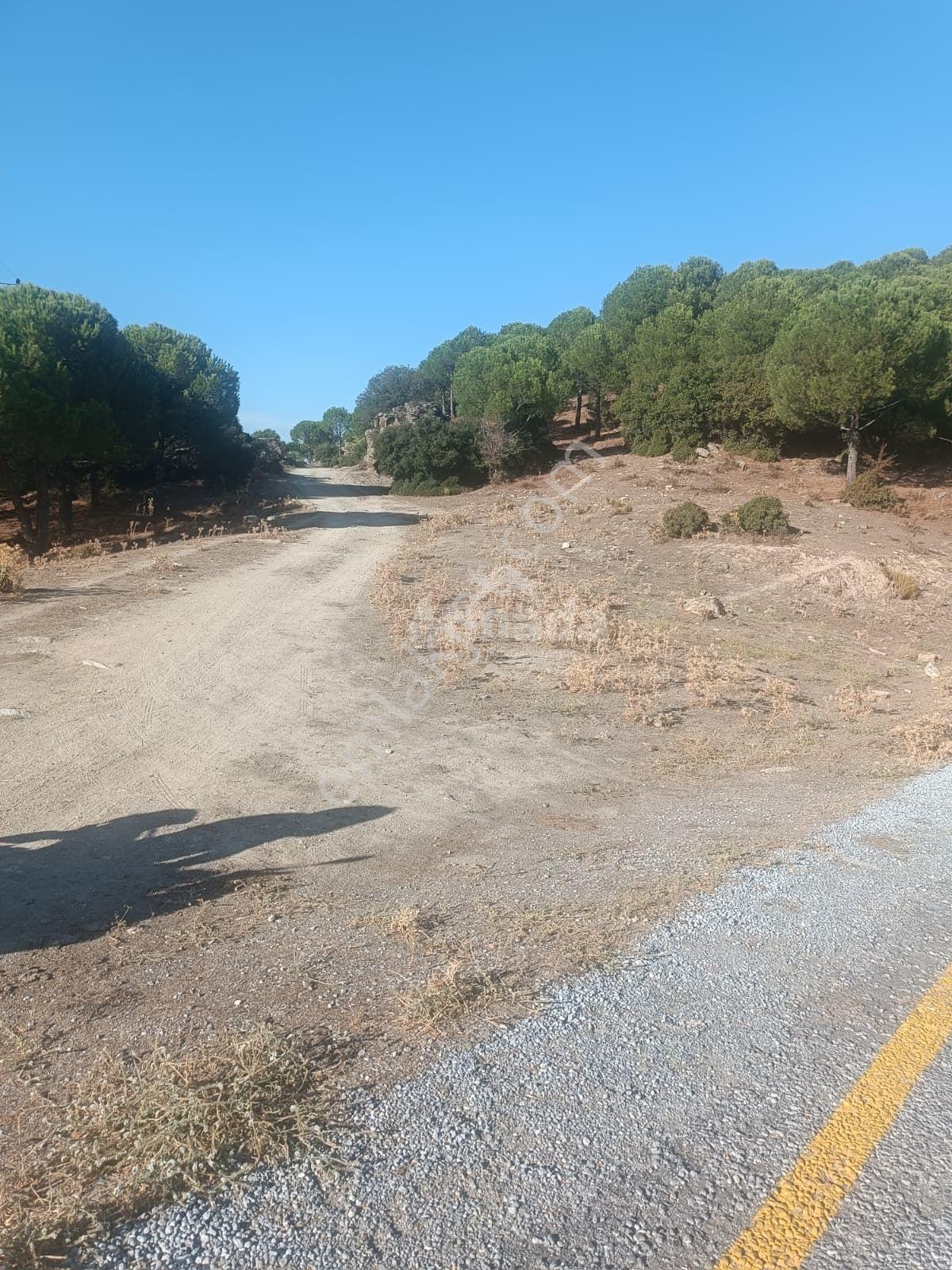 Koçarlı Zeytinköy'de 19.311 M2 Verimli Satılık Zeytinlik — fotoğraf 3