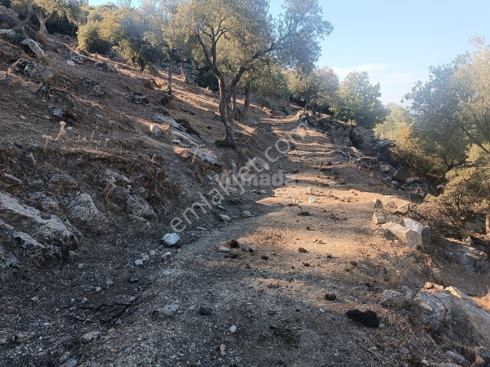 Koçarlı Zeytinköy'de 19.311 M2 Verimli Satılık Zeytinlik — fotoğraf 6