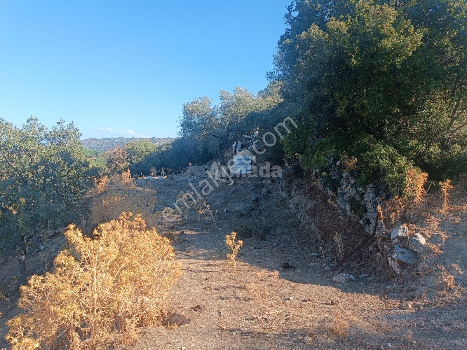 Koçarlı Zeytinköy'de 19.311 M2 Verimli Satılık Zeytinlik — fotoğraf 8