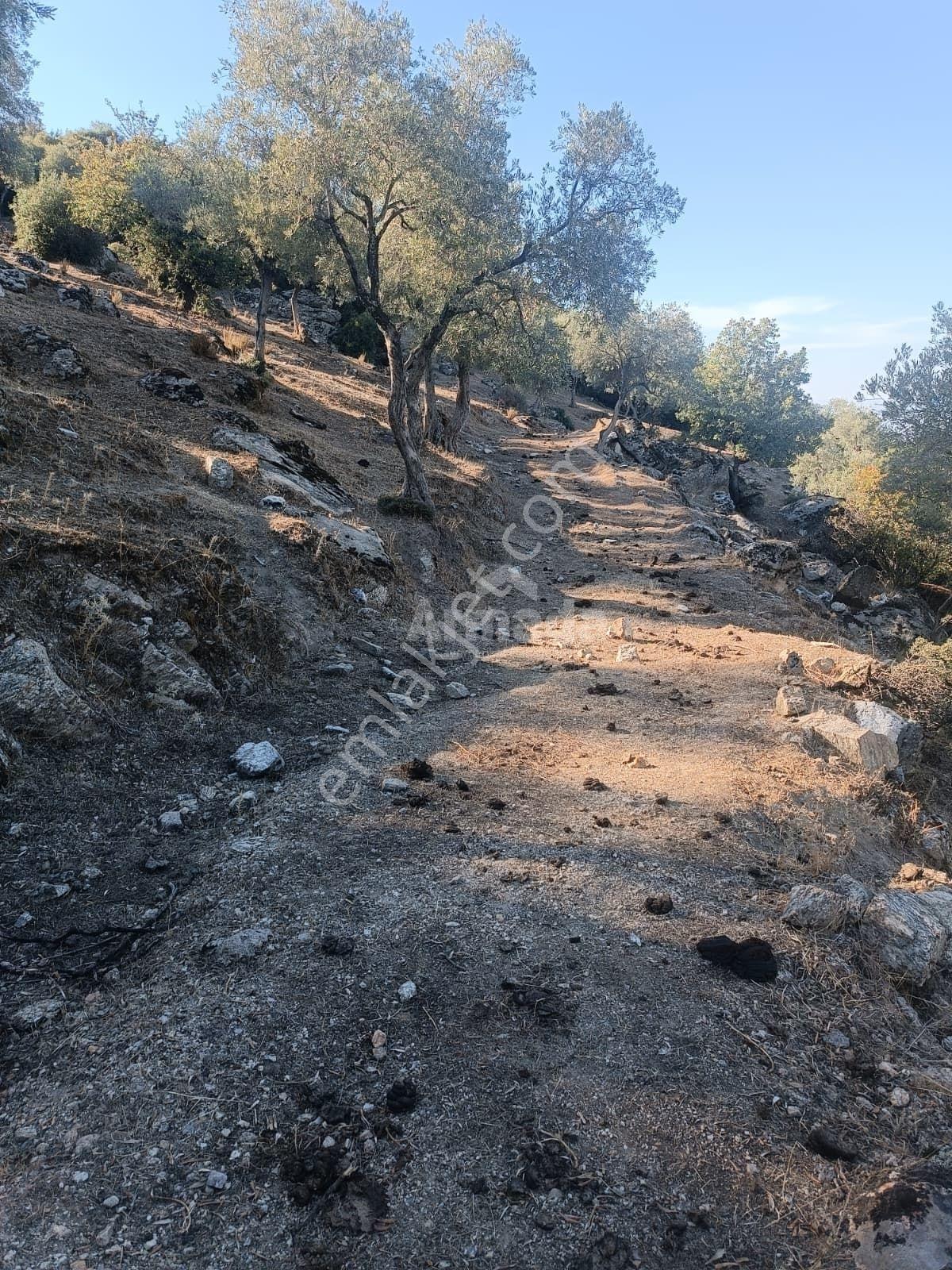 Koçarlı Zeytinköy'de 19.311 M2 Verimli Satılık Zeytinlik — fotoğraf 11