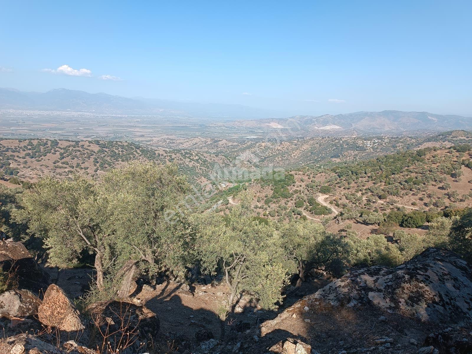 Koçarlı Zeytinköy'de 19.311 M2 Verimli Satılık Zeytinlik — fotoğraf 12
