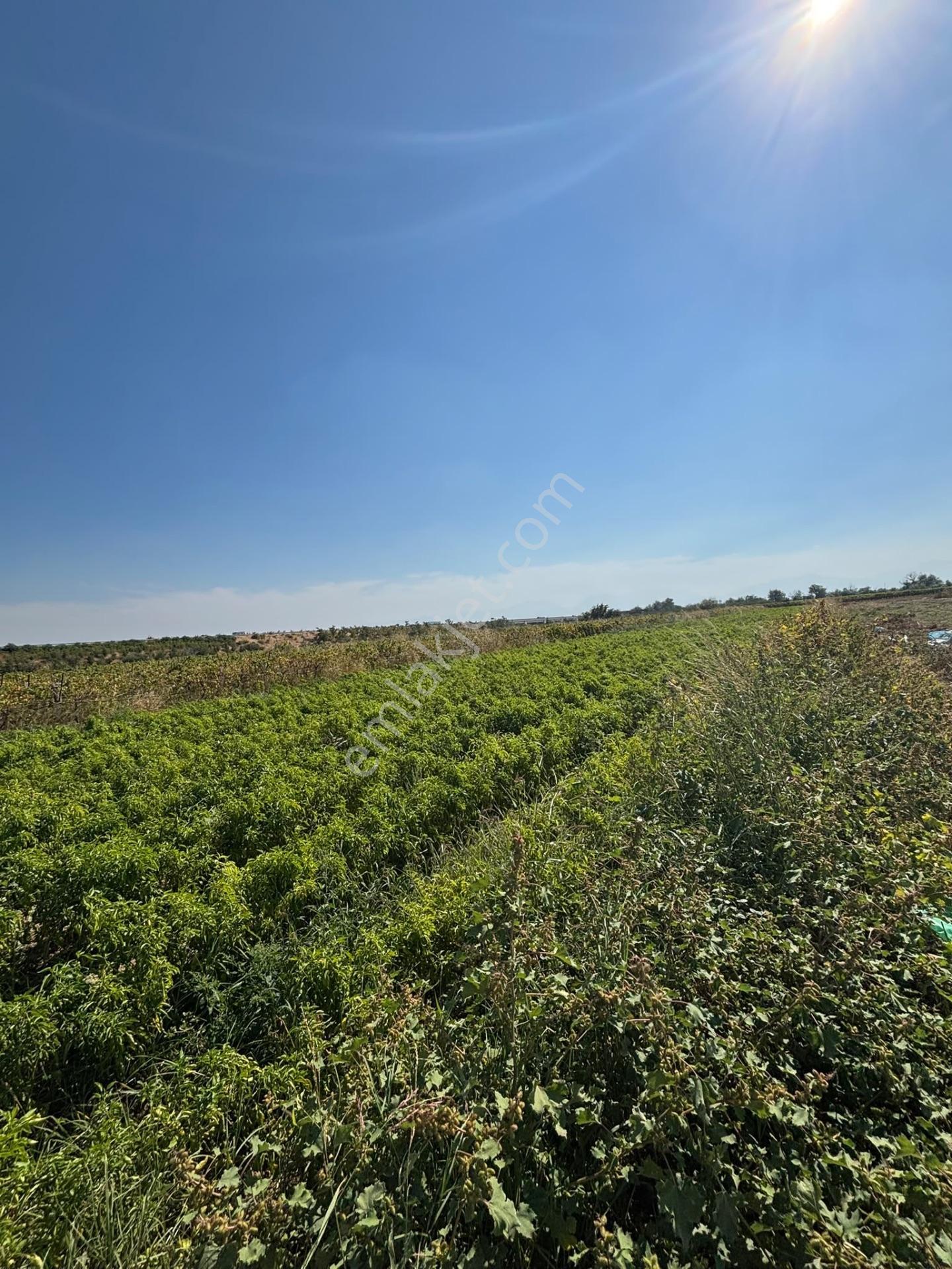 Turgutlu Sinirli 3250 M2 Hiseli Tarla