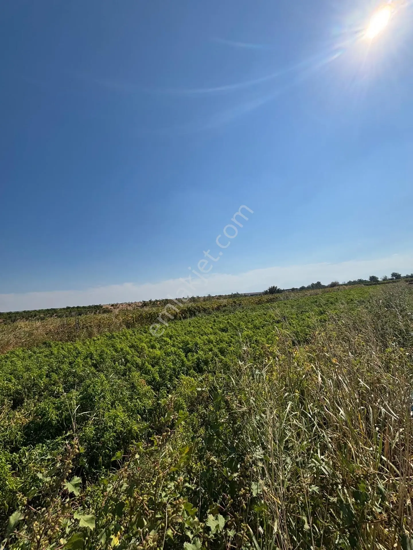 Turgutlu Sinirli 3250 M2 Hiseli Tarla — fotoğraf 2