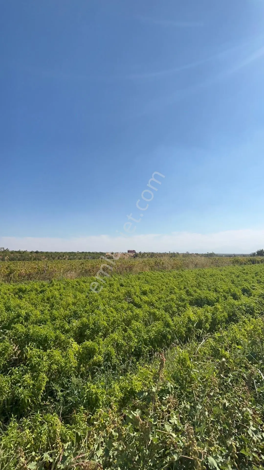 Turgutlu Sinirli 3250 M2 Hiseli Tarla — fotoğraf 3