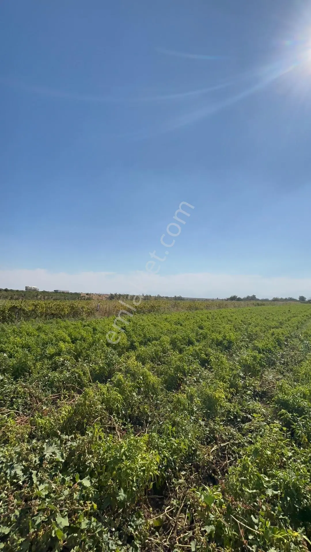 Turgutlu Sinirli 3250 M2 Hiseli Tarla — fotoğraf 4