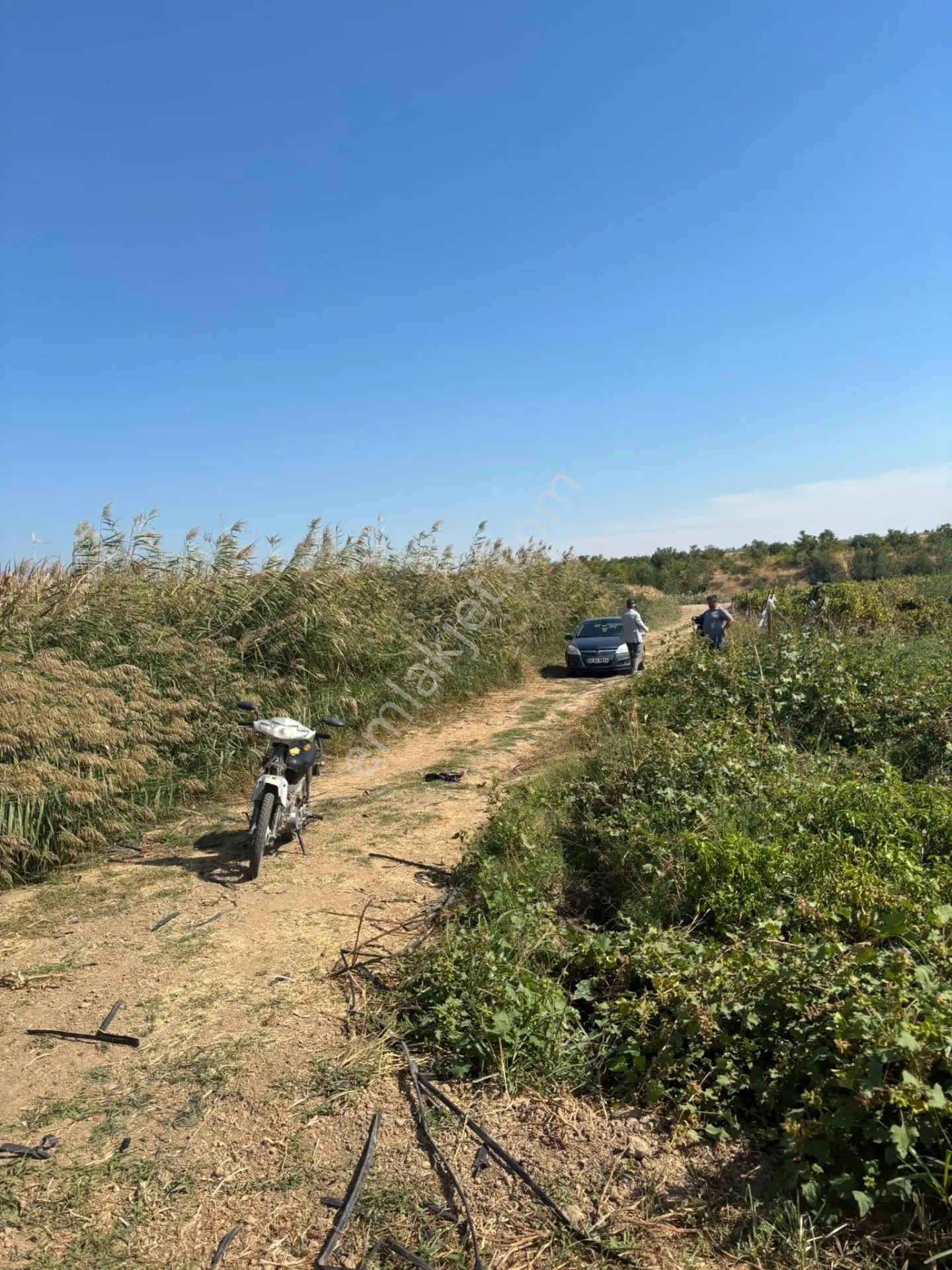 Turgutlu Sinirli 3250 M2 Hiseli Tarla — fotoğraf 5