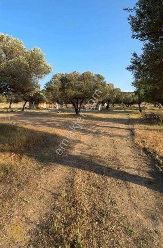 Gözde Life'tan Yenifoça Fevziçakmak Mah Satılık Tarla Hissesi — fotoğraf 3