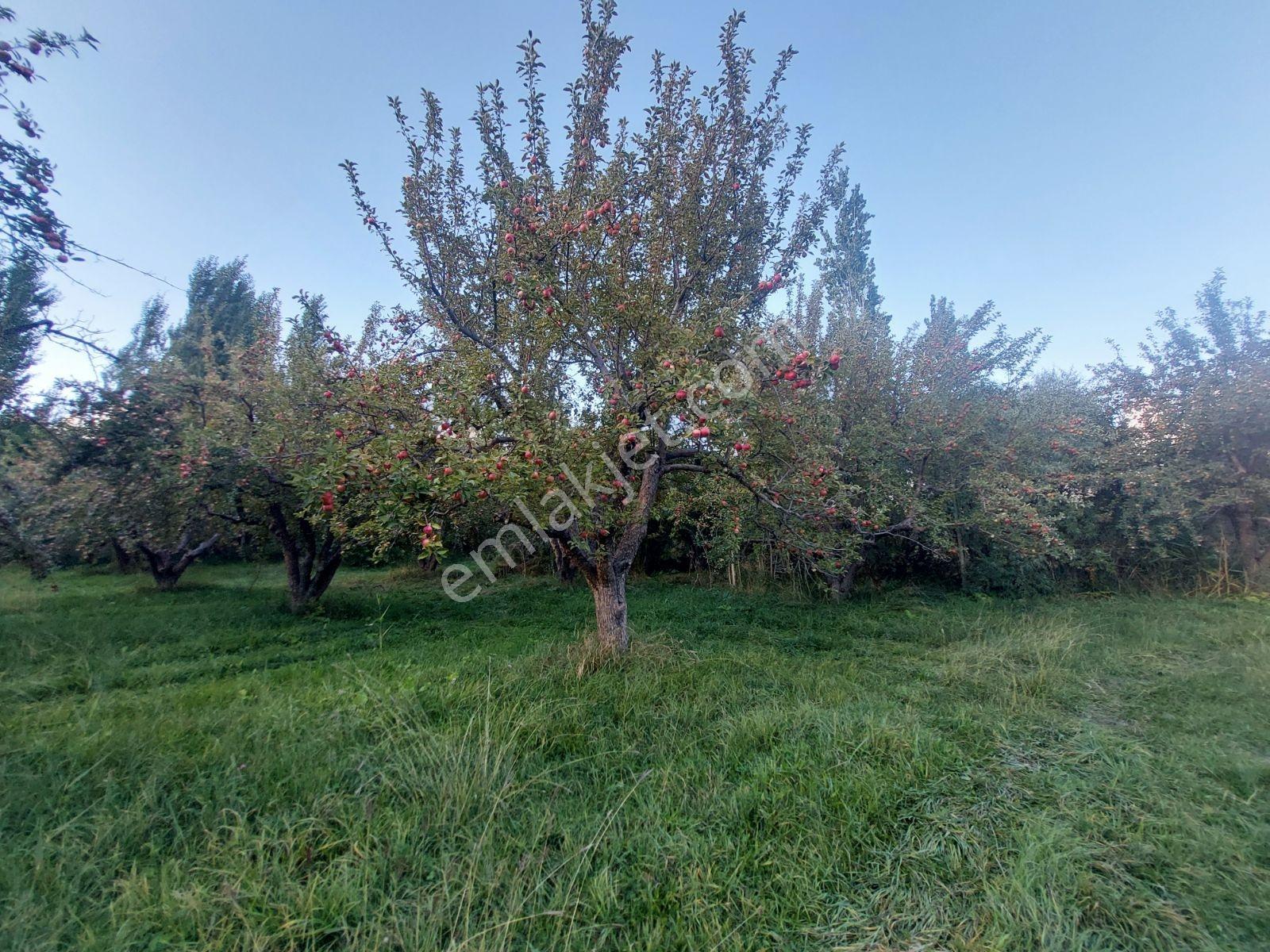 Çamardı'da Ecemiş Çayına Sıfır Satılık 8.775 M² Elma Bahçesi — fotoğraf 8