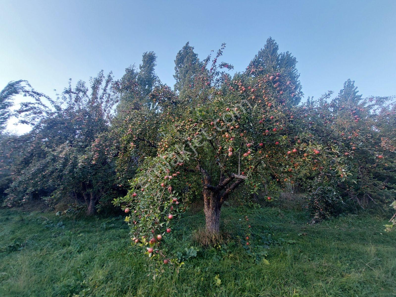 Çamardı'da Ecemiş Çayına Sıfır Satılık 8.775 M² Elma Bahçesi — fotoğraf 9