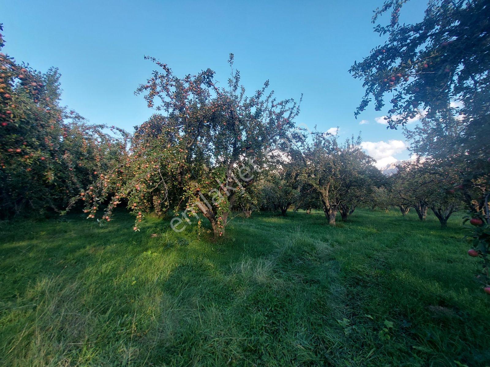 Çamardı'da Ecemiş Çayına Sıfır Satılık 8.775 M² Elma Bahçesi — fotoğraf 10