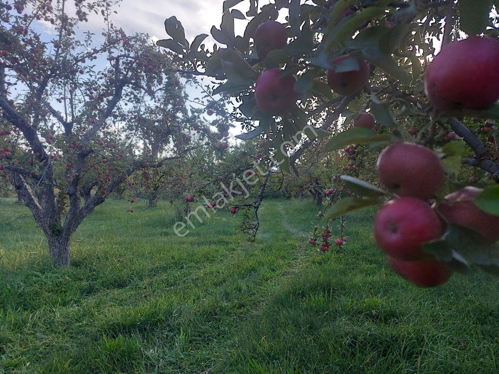Çamardı'da Ecemiş Çayına Sıfır Satılık 8.775 M² Elma Bahçesi — fotoğraf 13