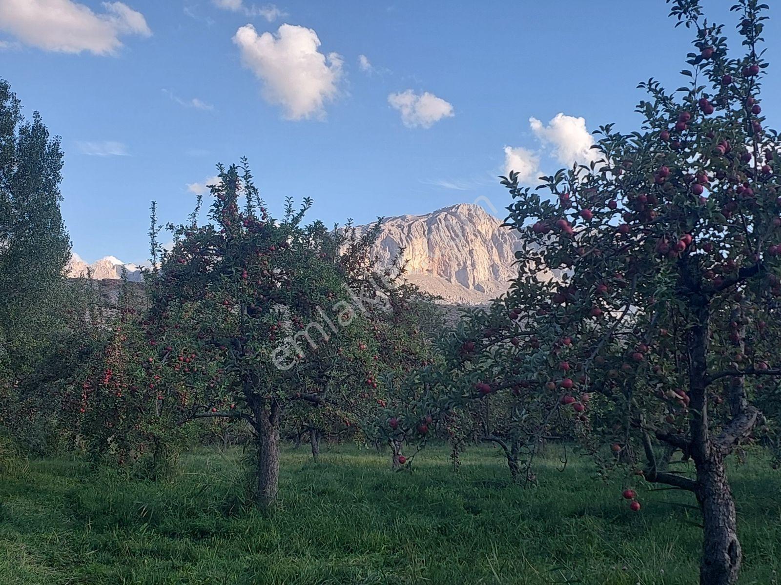 Çamardı'da Ecemiş Çayına Sıfır Satılık 8.775 M² Elma Bahçesi — fotoğraf 15