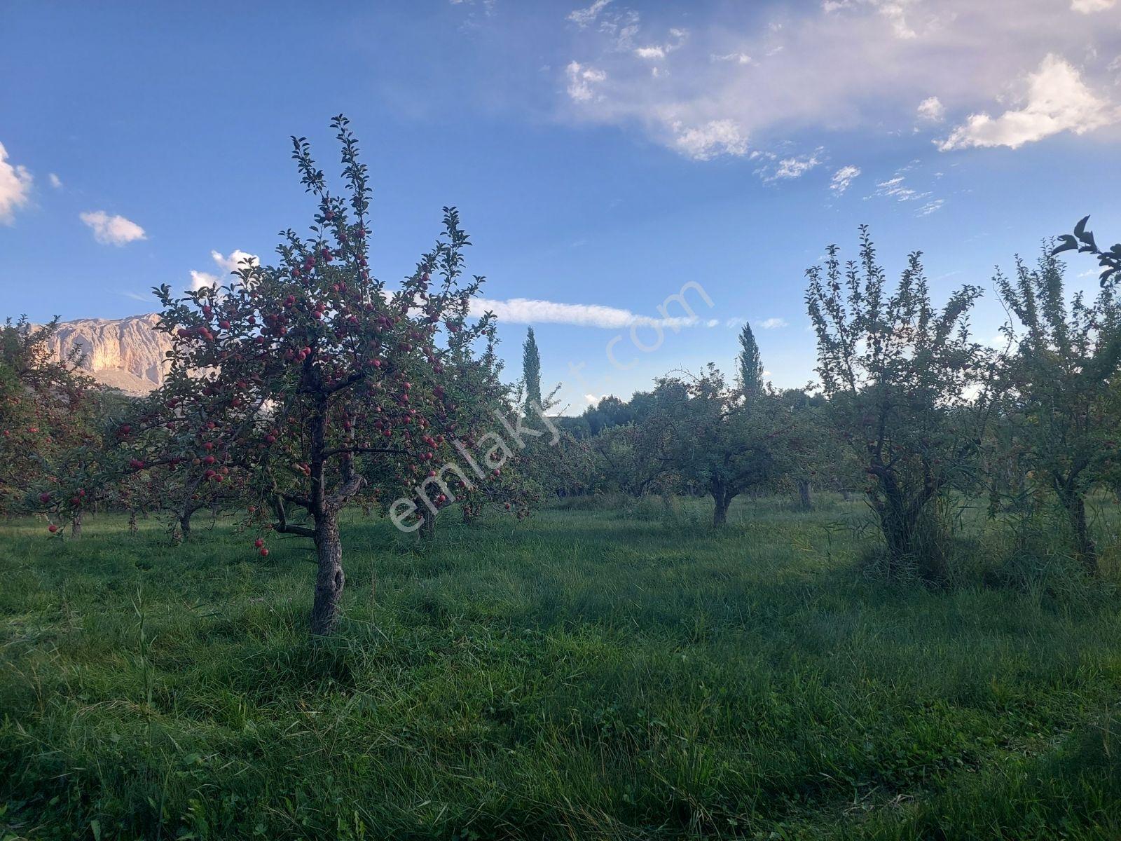Çamardı'da Ecemiş Çayına Sıfır Satılık 8.775 M² Elma Bahçesi — fotoğraf 16