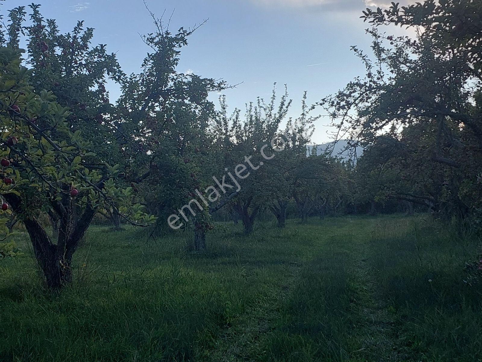 Çamardı'da Ecemiş Çayına Sıfır Satılık 8.775 M² Elma Bahçesi — fotoğraf 18