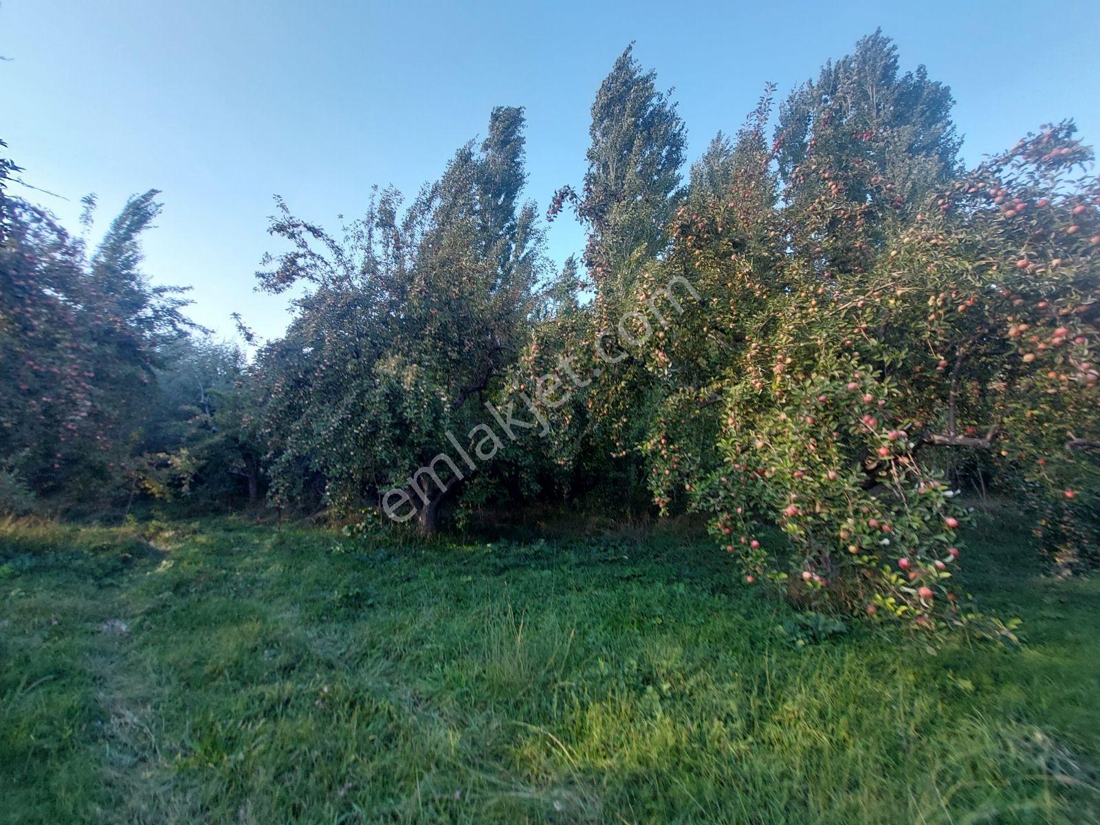 Çamardı'da Ecemiş Çayına Sıfır Satılık 8.775 M² Elma Bahçesi — fotoğraf 23