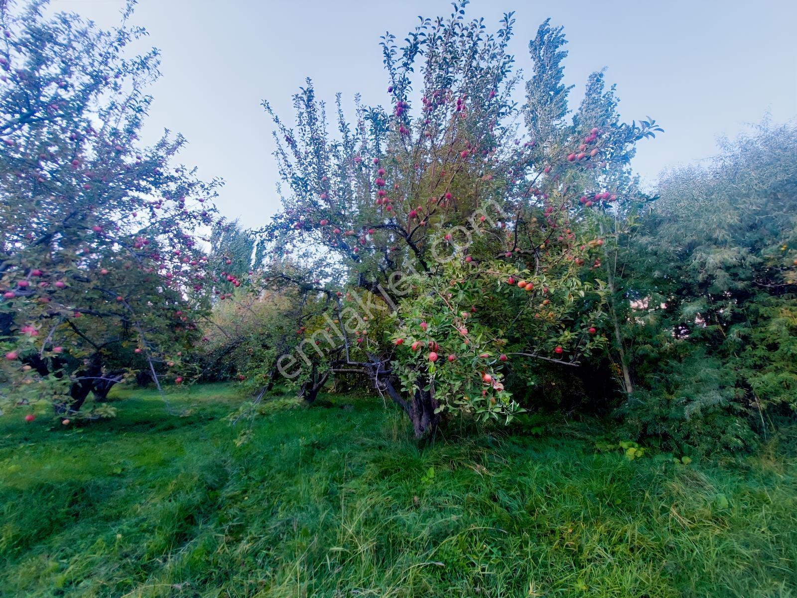 Çamardı'da Ecemiş Çayına Sıfır Satılık 8.775 M² Elma Bahçesi — fotoğraf 34