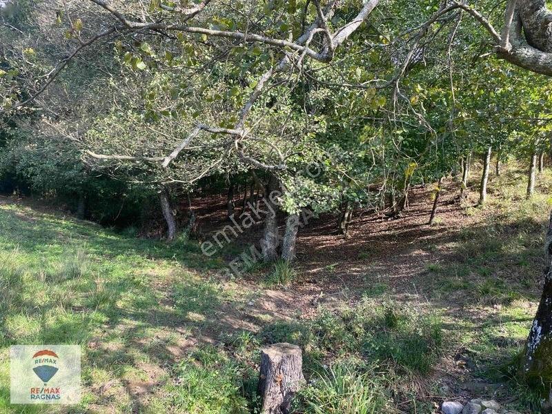 Şile Yazımanayır Mah. Orman Yolu Cepheli 1.037m² Satılık Tarla — fotoğraf 12