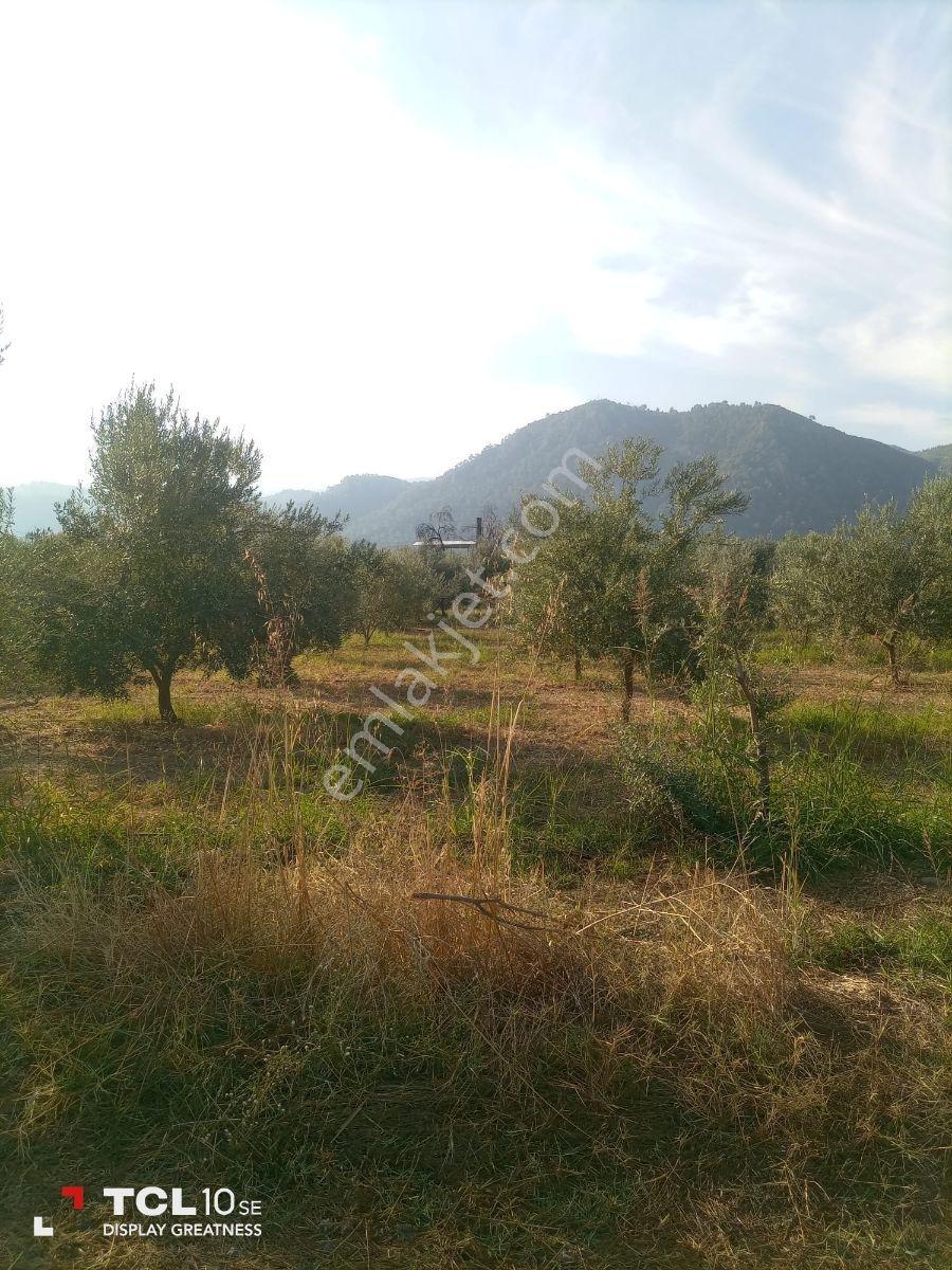 Manisa,ahmetli Gökkaya Da Yatırımlık Tarla — fotoğraf 2