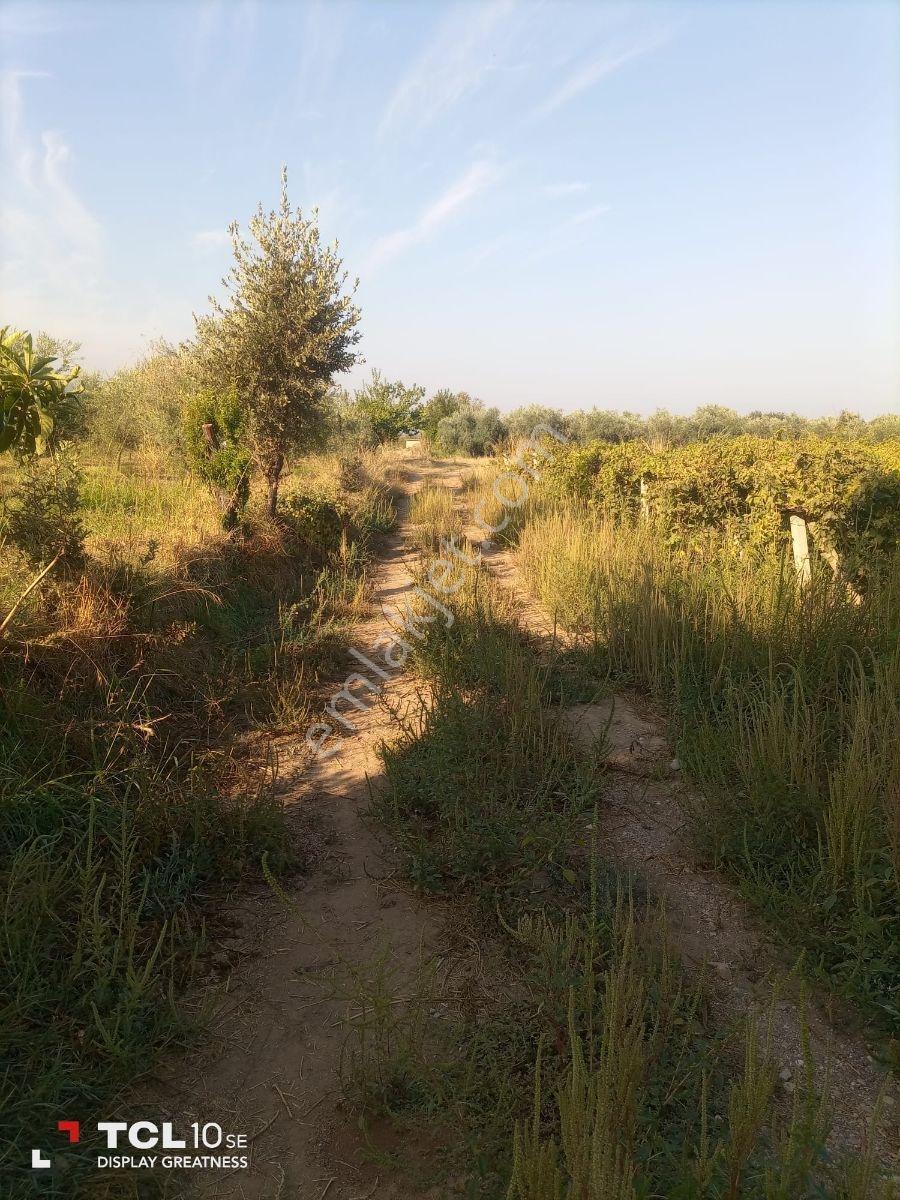 Manisa,ahmetli Gökkaya Da Yatırımlık Tarla — fotoğraf 3