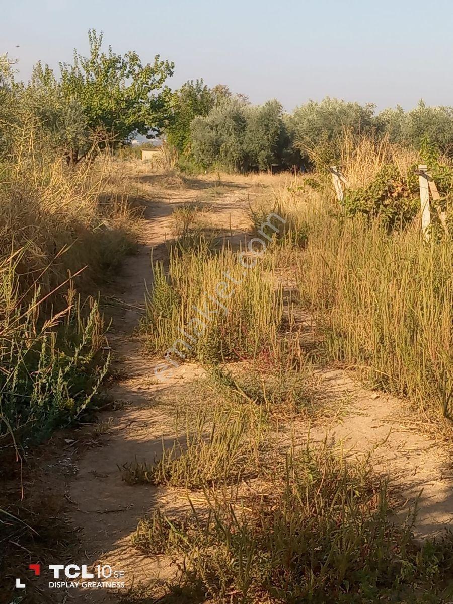 Manisa,ahmetli Gökkaya Da Yatırımlık Tarla — fotoğraf 5