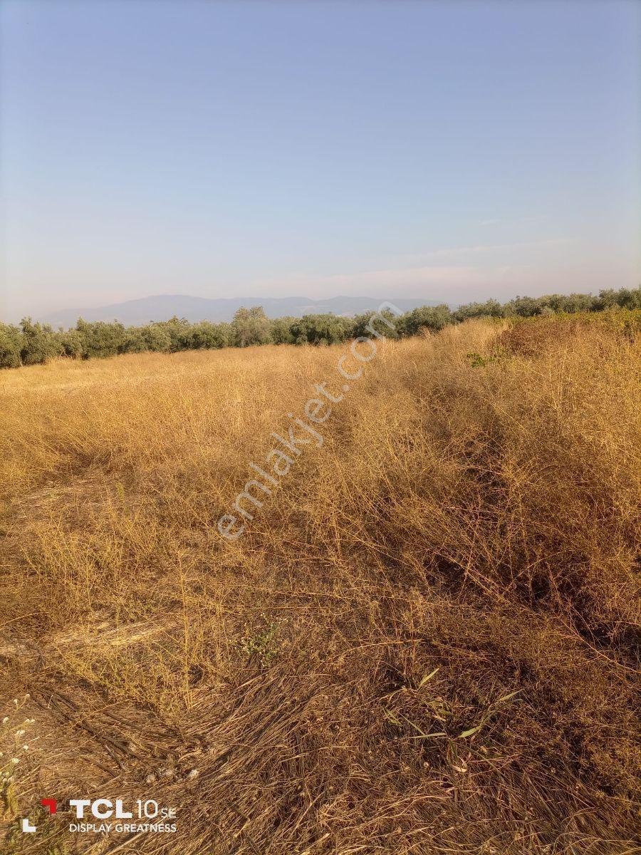 Manisa,ahmetli Gökkaya Da Yatırımlık Tarla — fotoğraf 11