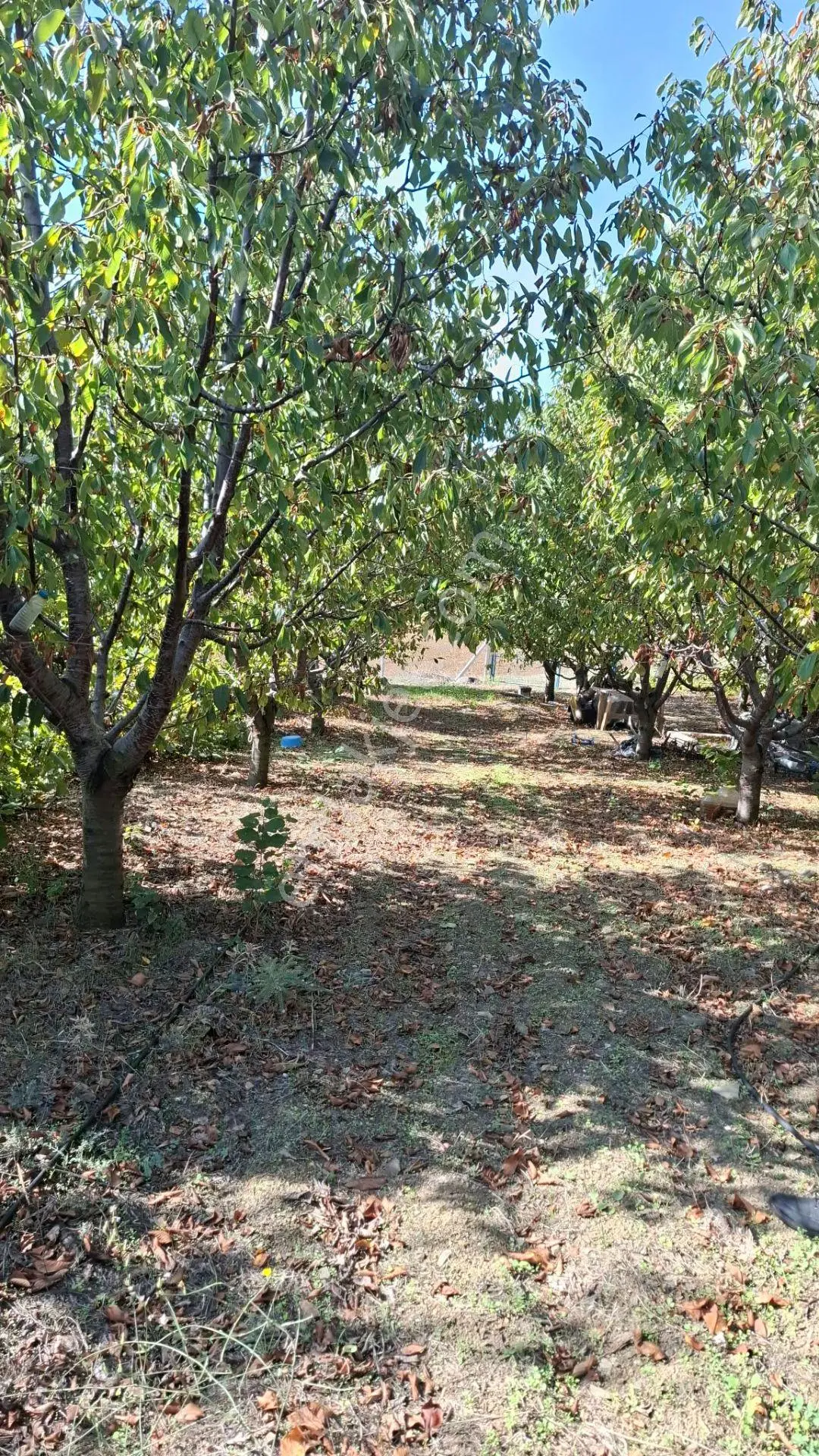 Suluova Çukurören Köyü'Nde Satılık 8000 M² Kiraz Bahçesi