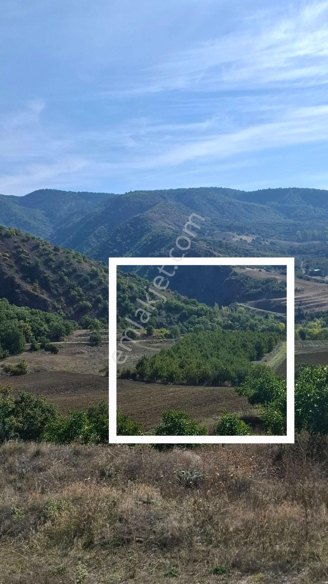 Suluova Çukurören Köyü'nde Satılık 8000 M² Kiraz Bahçesi — fotoğraf 2