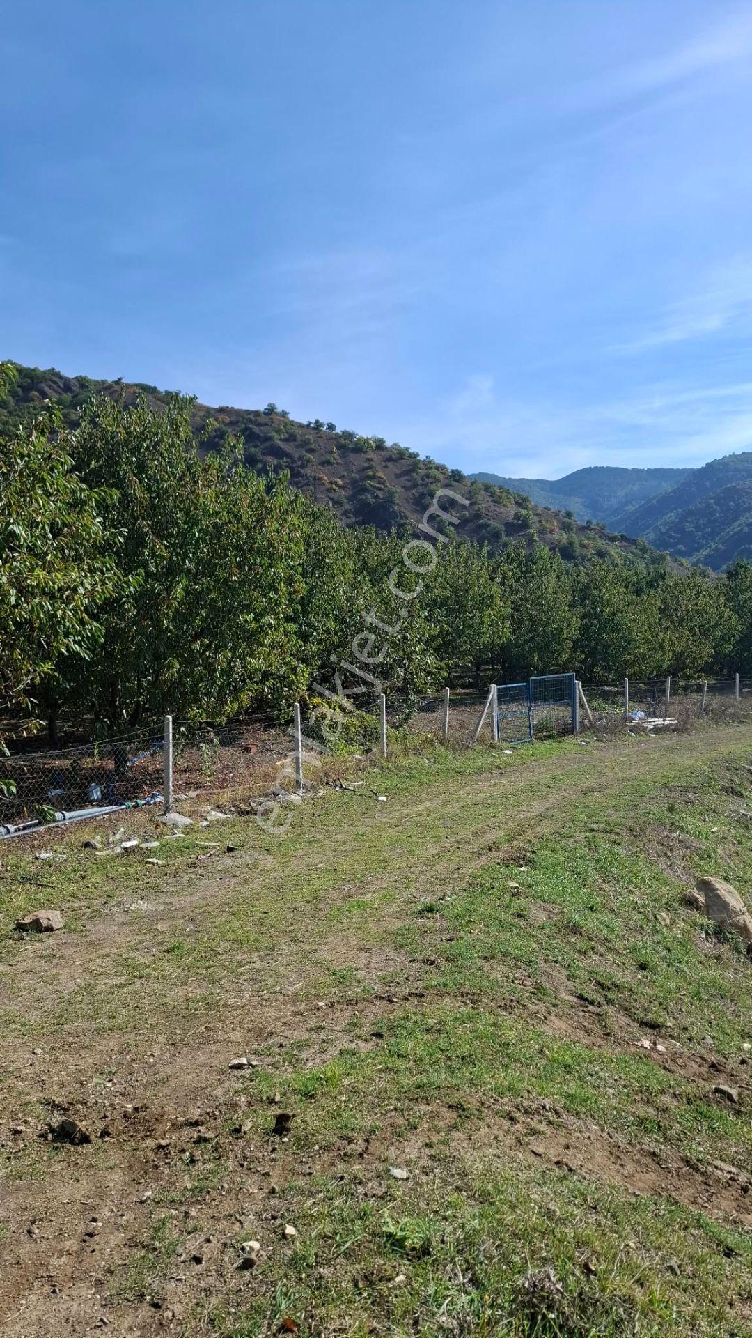 Suluova Çukurören Köyü'nde Satılık 8000 M² Kiraz Bahçesi — fotoğraf 3