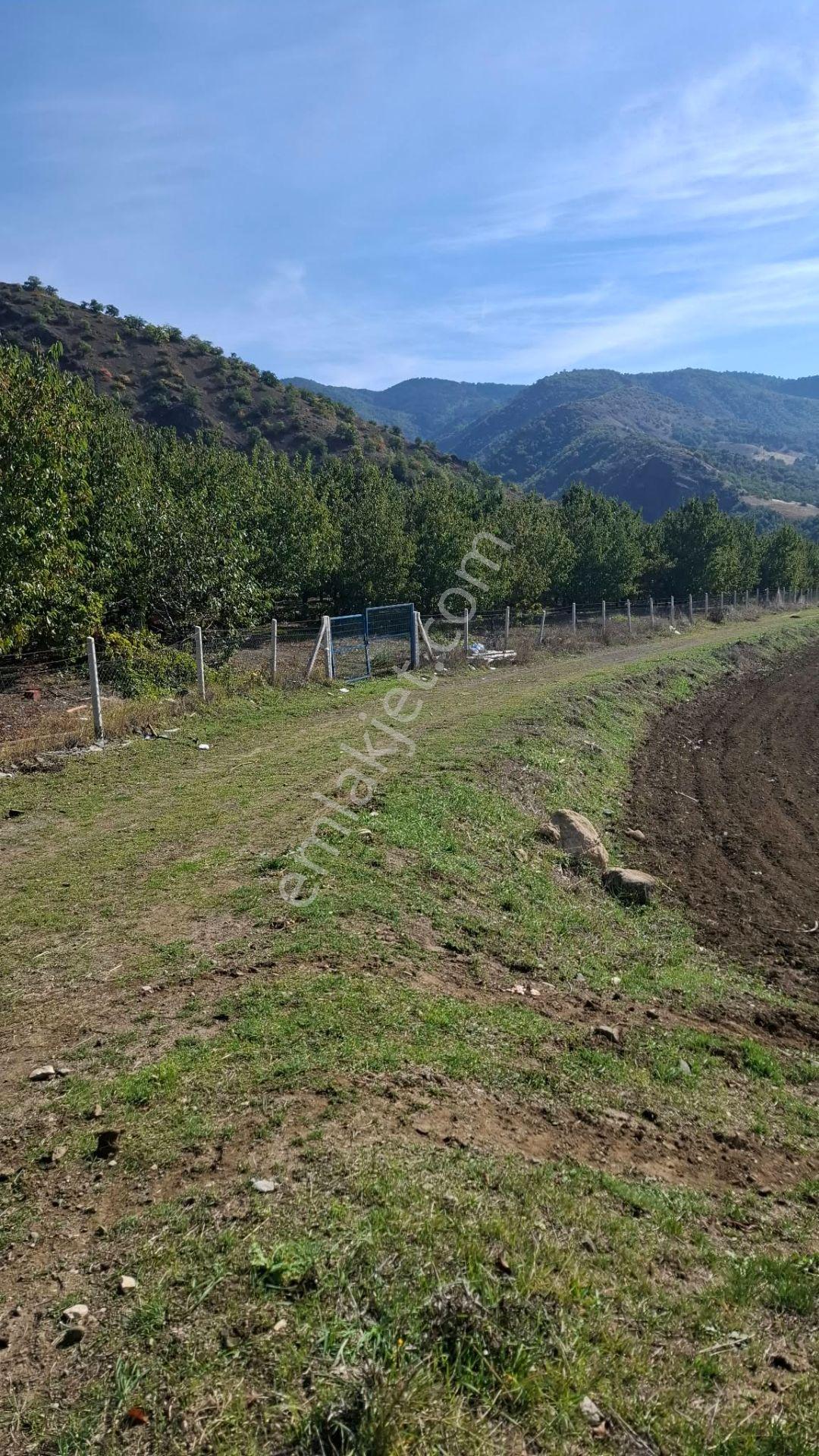 Suluova Çukurören Köyü'nde Satılık 8000 M² Kiraz Bahçesi — fotoğraf 4