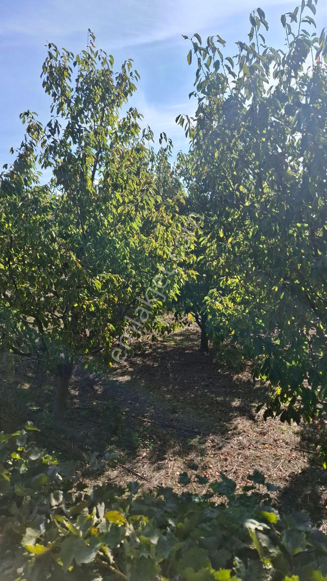 Suluova Çukurören Köyü'nde Satılık 8000 M² Kiraz Bahçesi — fotoğraf 6