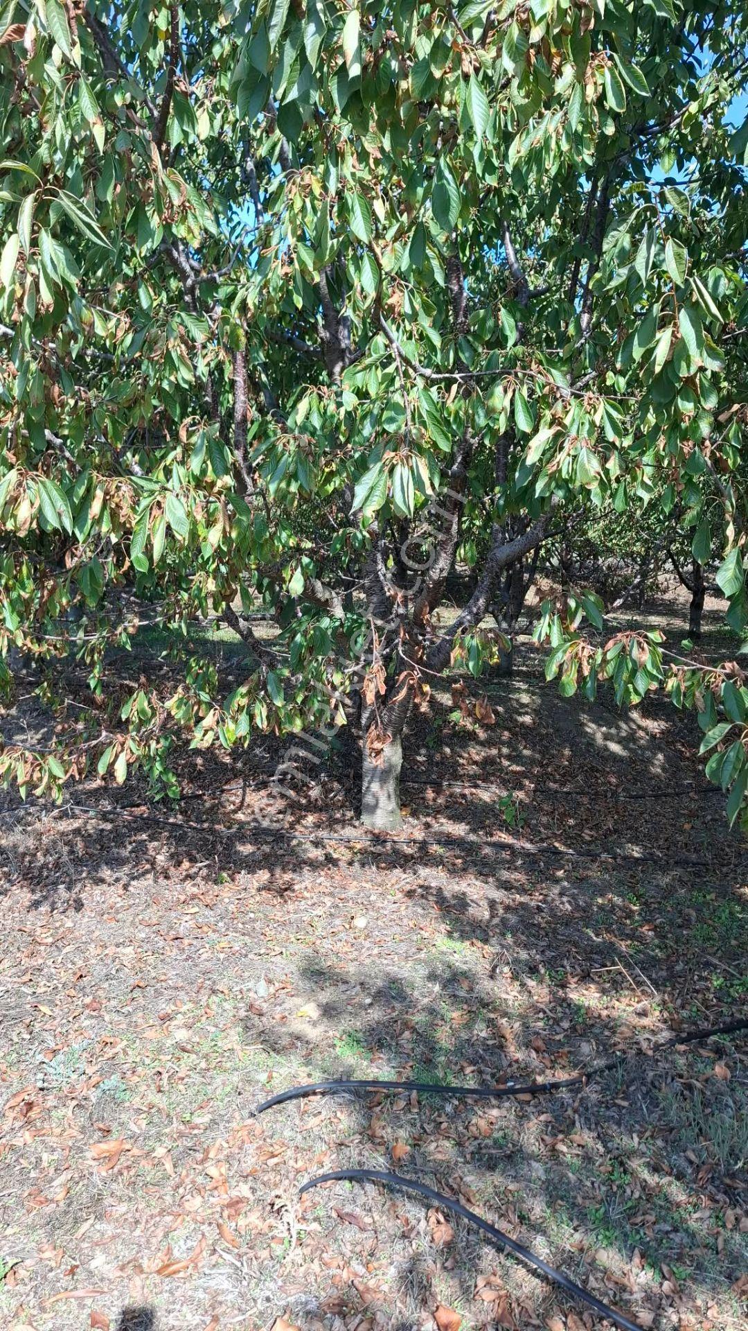 Suluova Çukurören Köyü'nde Satılık 8000 M² Kiraz Bahçesi — fotoğraf 7