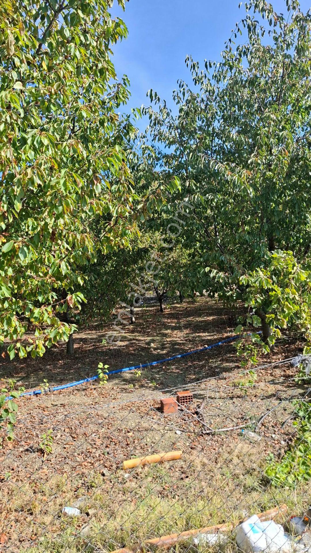 Suluova Çukurören Köyü'nde Satılık 8000 M² Kiraz Bahçesi — fotoğraf 11