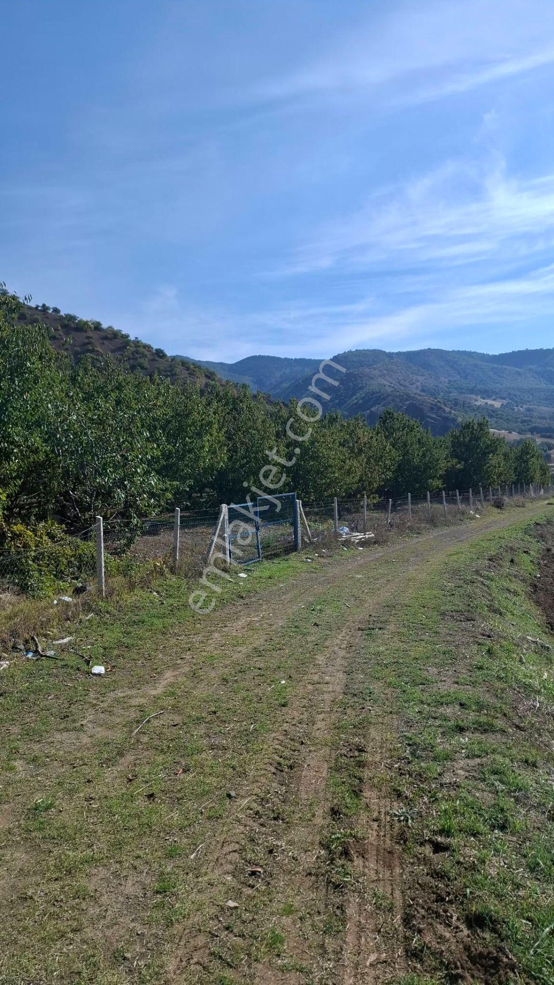 Suluova Çukurören Köyü'nde Satılık 8000 M² Kiraz Bahçesi — fotoğraf 12