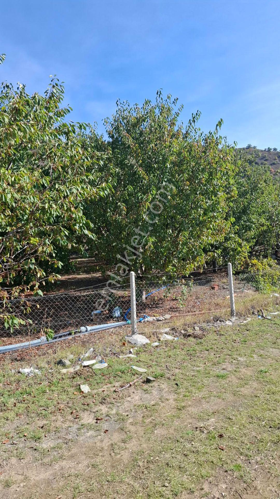 Suluova Çukurören Köyü'nde Satılık 8000 M² Kiraz Bahçesi — fotoğraf 13