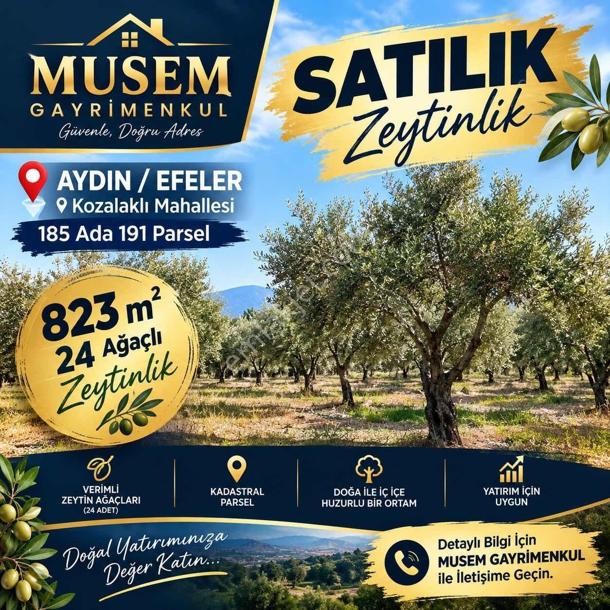 Aydın Efeler Kozalaklıda Satılık Zeytinlik