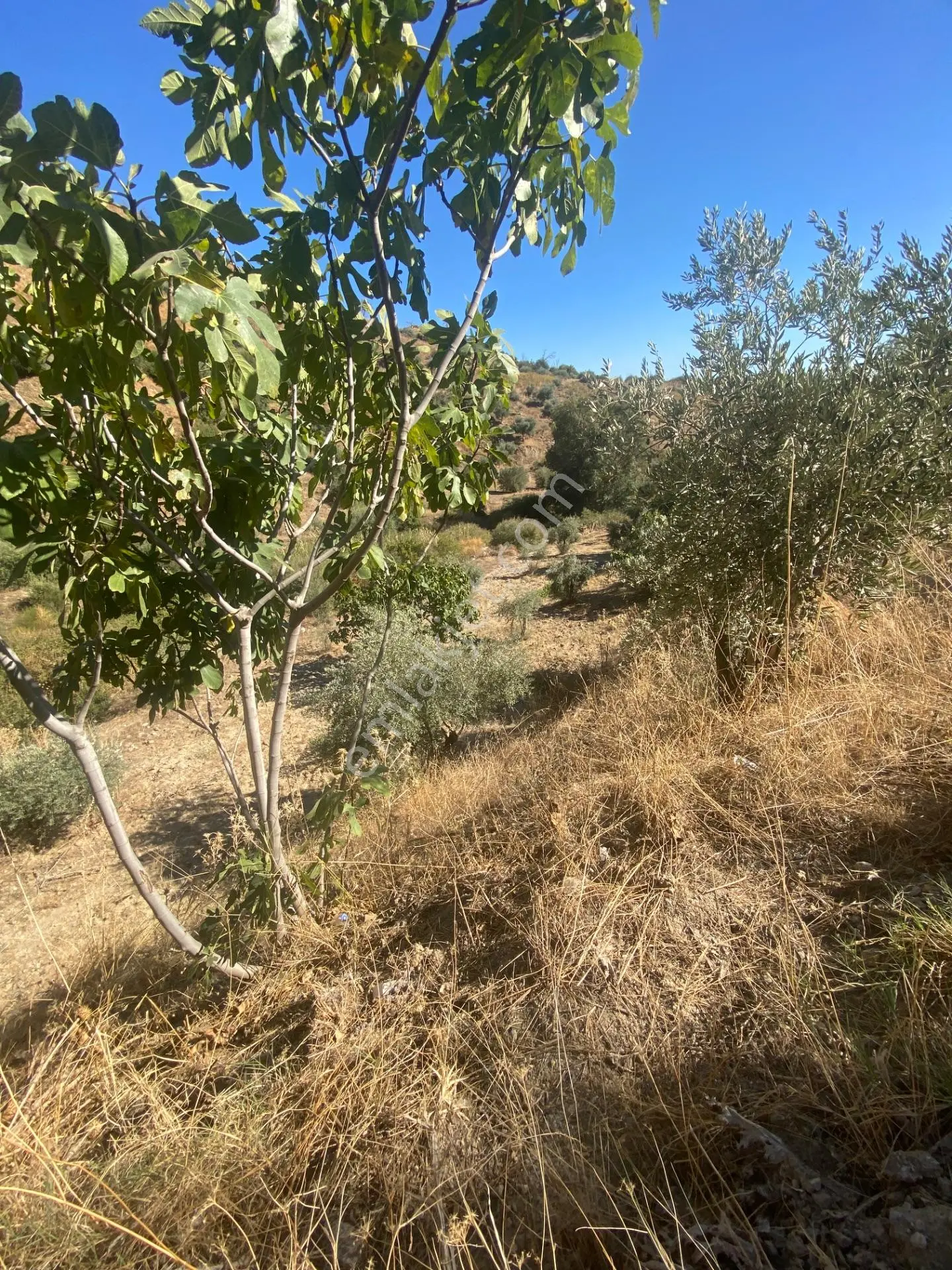 Aydın Efeler Pınardere De Satılık Zeytinlik — fotoğraf 2
