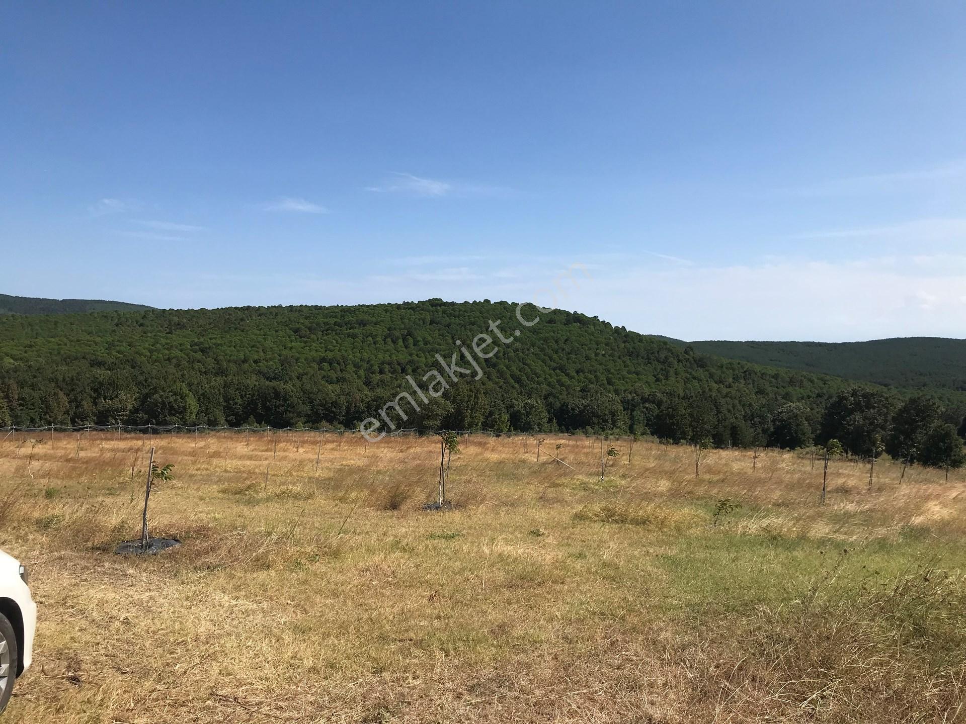 Yalova, Armutlu, Hayriye Köyü'Nde, Doğayla Çevrili 8562 M2'Lik Arsa Yatırım Fırs...
