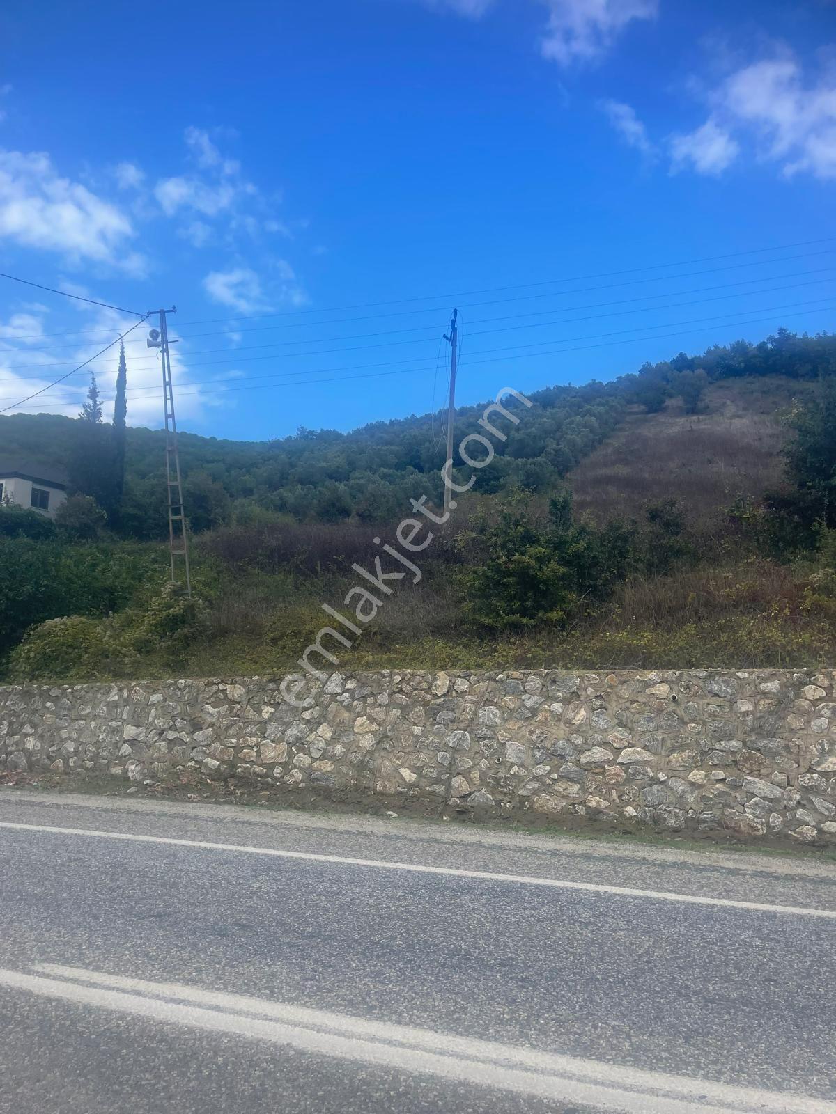 Yalova Çınarcık Şenköy'De Yola Cephe 9245 M2 Satılık Tarla