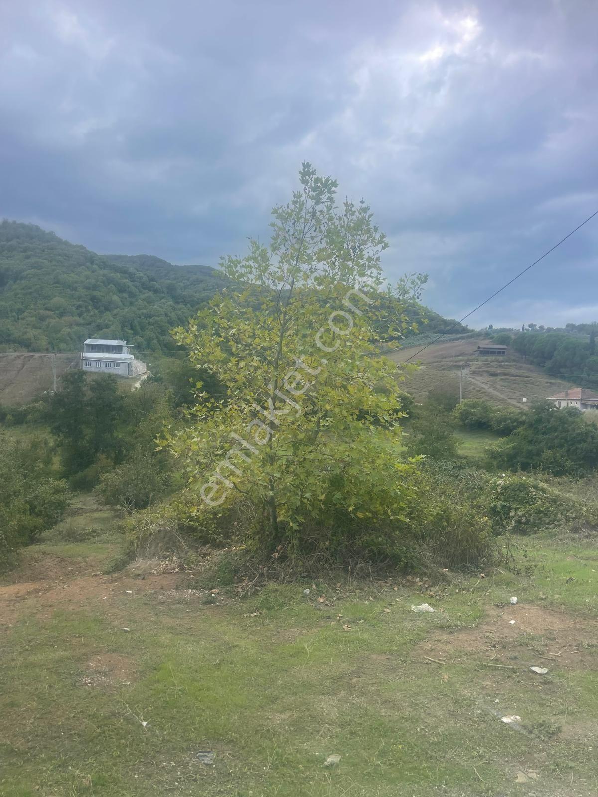 Yalova Çınarcık Şenköy'de Yola Cephe 9245 M2 Satılık Tarla — fotoğraf 4
